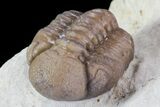 Bargain, Paciphacops Trilobite - Oklahoma #68627-4